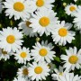 Gartenmargerite Becky - Leucanthemum_2