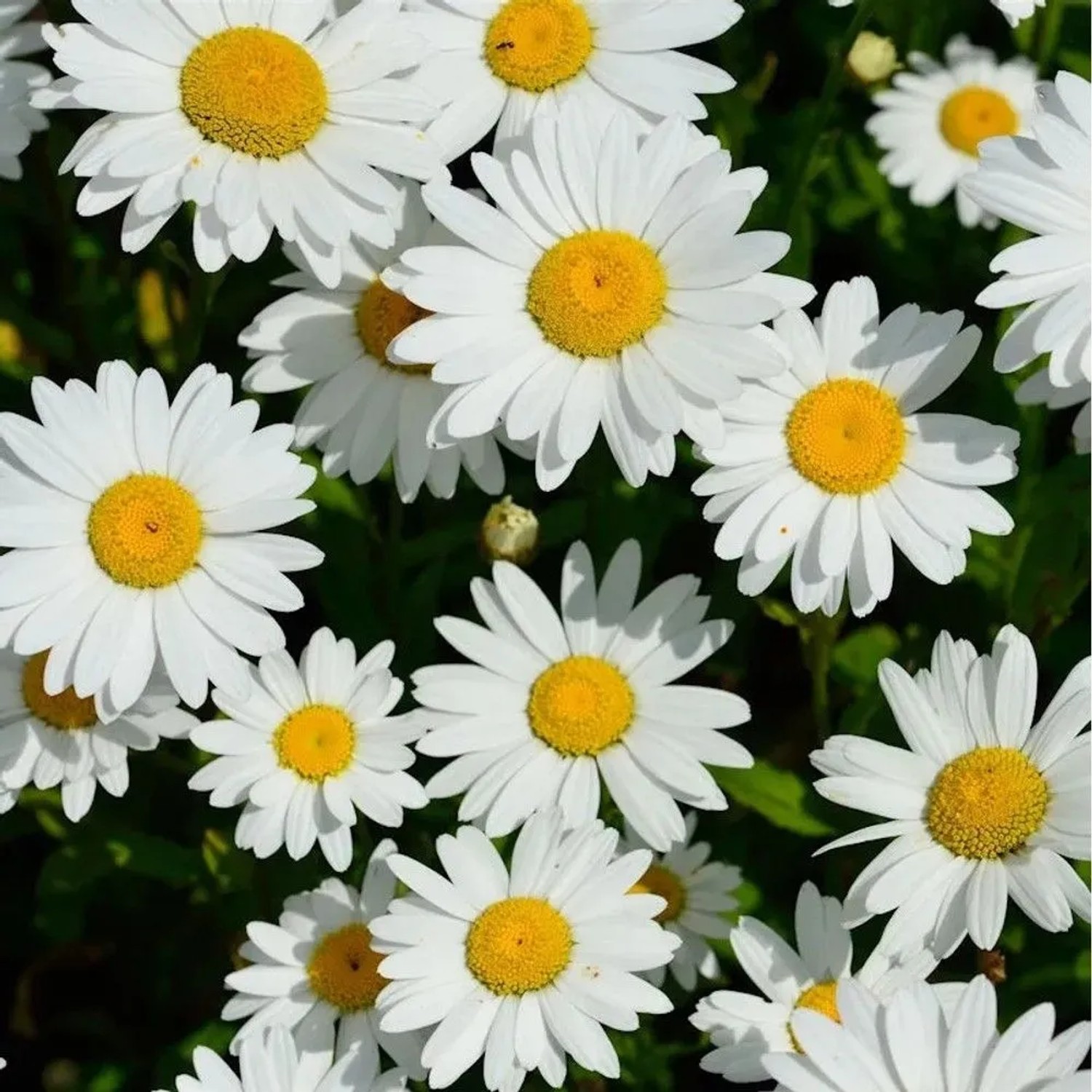 Gartenmargerite Becky - Leucanthemum_2