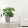 Ecopots Untersetzer Amsterdam Rollen Taupe, 41,6 cm, mit Pflanze in modernem Wohnraum.