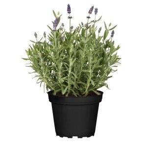 Echter Lavendel im Topf (ca. 13 cm Ø) mit violetten Blüten, ideal als Bienenweide.