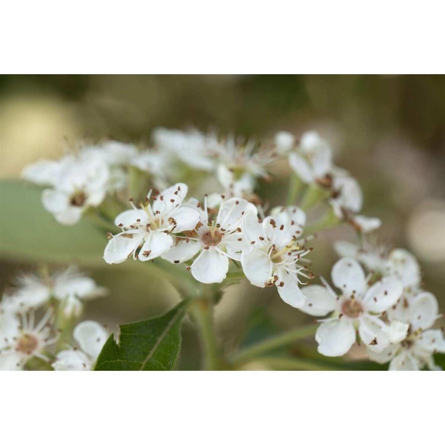 Crataegus Lavallei Carrierei Lederapfel 125 cm Stammhöhe günstig online kaufen
