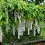 Blühender, weißer Blauregen Longissima (Wisteria floribunda) mit üppigen Blütentrauben.