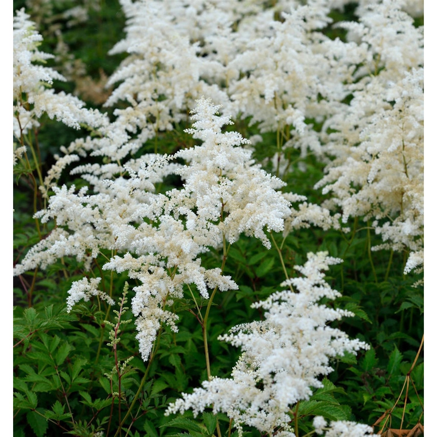 Prachtspiere Praecox Alba - Astilbe simplicifolia günstig online kaufen