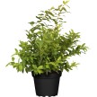 Heidelbeeren kaufen bei OBI