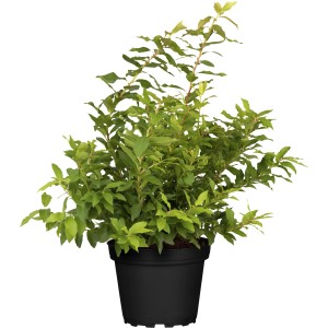 Heidelbeere Lucky Berry im Topf, ca. 30-40 cm hoch, immergrün, ideal für Kübel.