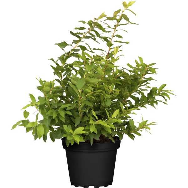 Heidelbeeren kaufen bei OBI