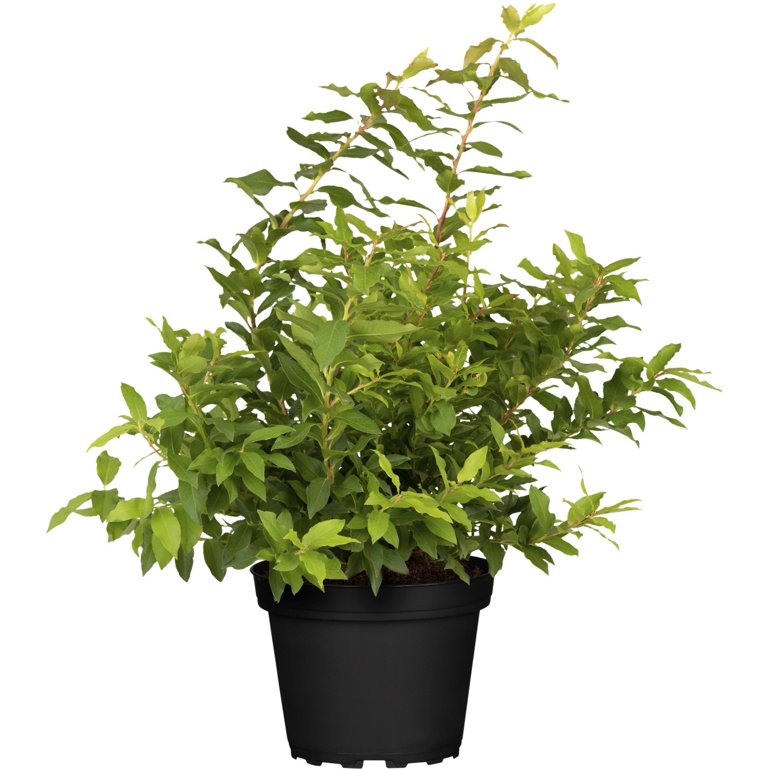 Heidelbeeren Lucky Berry Höhe ca. 30 - 40 cm Topf ca. 4,6 l Vaccinium corymbos