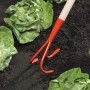 Grubber mit Stiel im Einsatz zwischen Salatköpfen. Das Gartengerät zur Bodenbearbeitung hat drei Zinken.