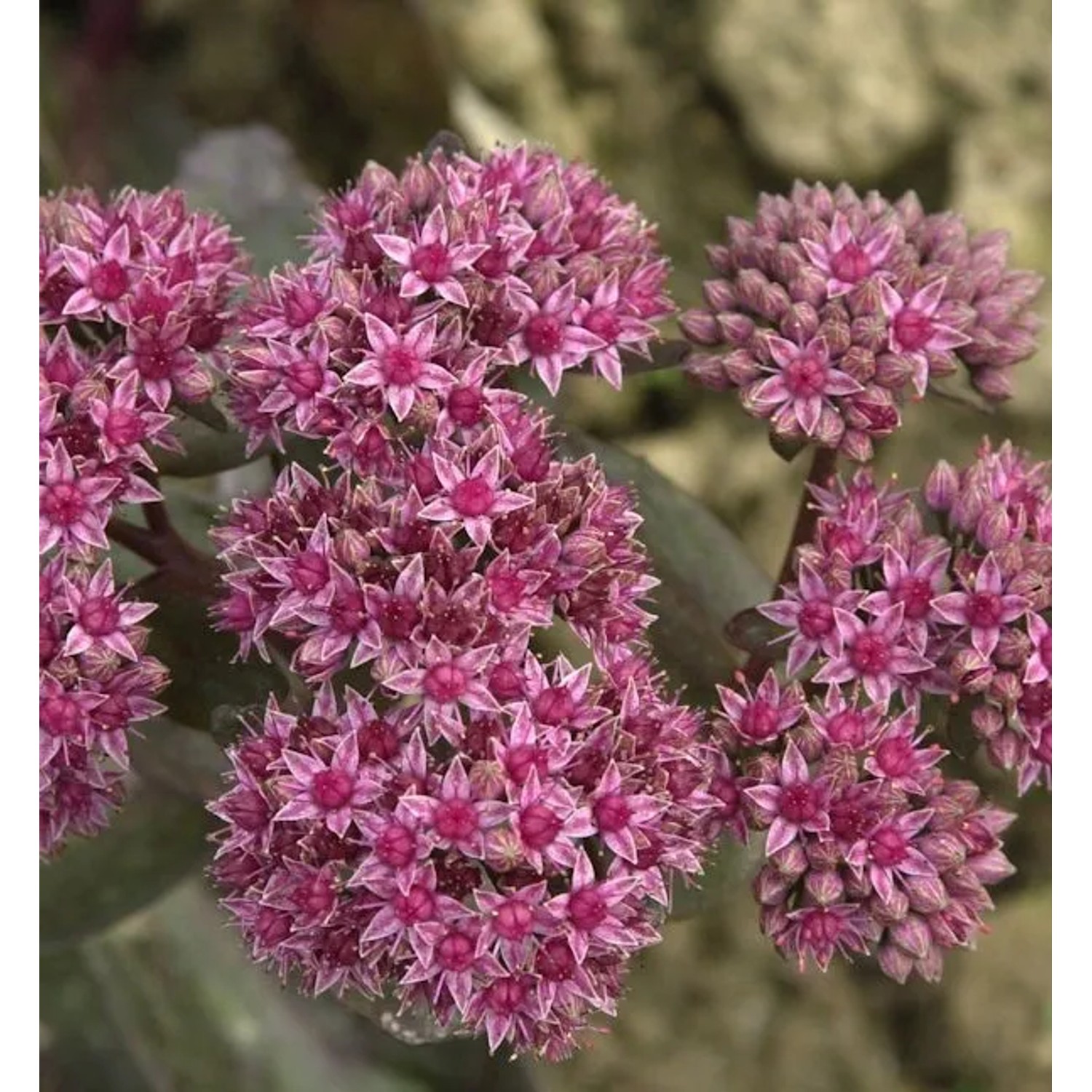 Große Fetthenne Mohrchen - Sedum telephium