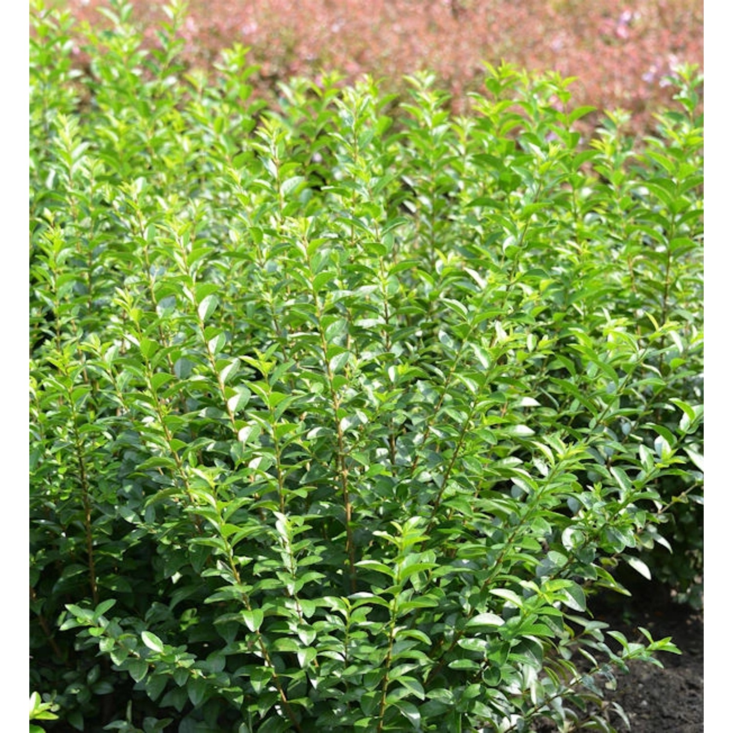 Liguster Green Diamond 125-150cm - Ligustrum ovalifolium günstig online kaufen