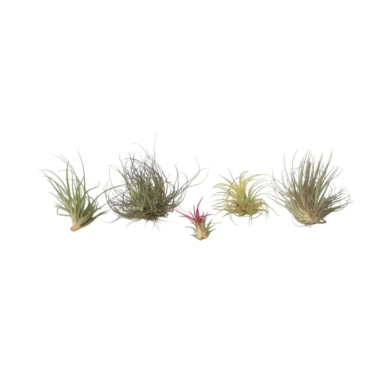 Plant In A Box Mischung Tillandsien X5 Tillandsia Höhe 5cm Ø5 Grün