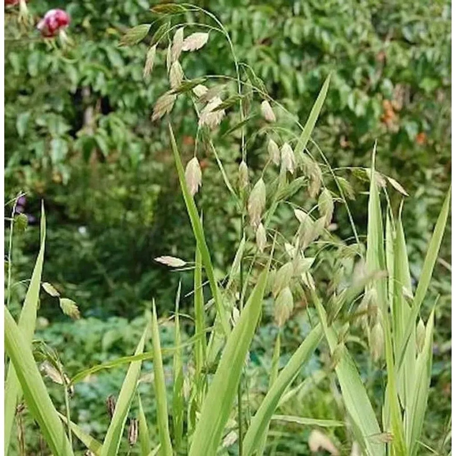 Breitährengras - großer Topf - Uniola,atifolia