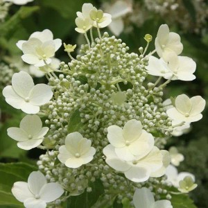 Rispenhortensie 'Tardiva' Hydrangea paniculata 40 bis 50 cm im Container Herbstblüher