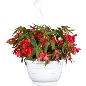 Hängende Begonien-Ampel mit roten Blüten im weißen Topf, ca. 25 cm Durchmesser.