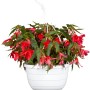 Hängende Begonien-Ampel mit roten Blüten im weißen Topf, ca. 25 cm Durchmesser.