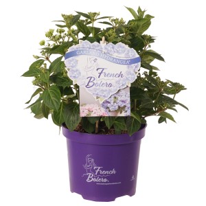 Hydrangea French Bolero Blau im Topf, üppige, blaue Blüten. Ideal für Garten & Balkon.