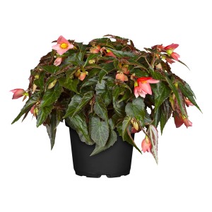 Hängebegonie (Begonia boliviensis) im Topf, rosa Blüten und grüne Blätter.