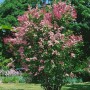 Blühender Syringa Flieder Redwine (80-100 cm) mit tiefroten Blüten im Garten.