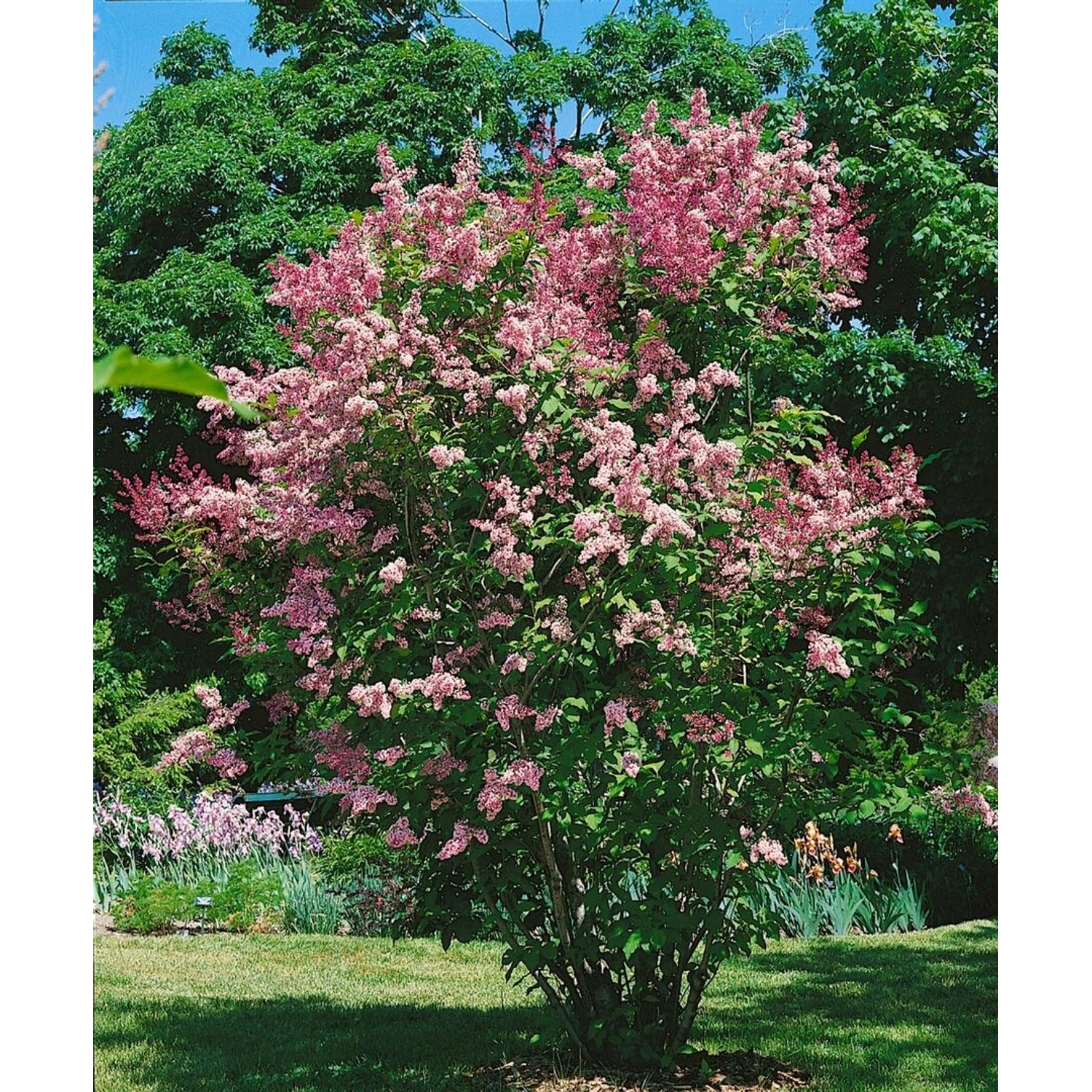 Syringa Flieder Redwine 80-100 cm günstig online kaufen