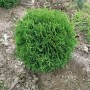 Kompakte, grüne Thuja occidentalis 'Recurva Nana' (40-50 cm) im Gartenboden.