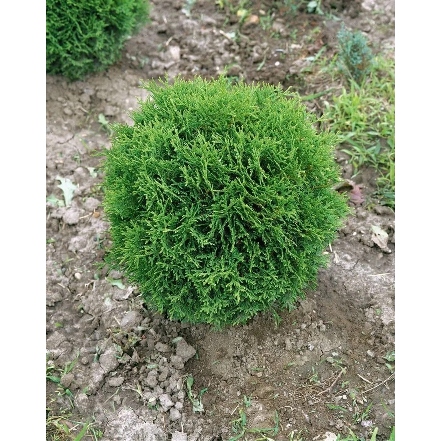 Kompakte, grüne Thuja occidentalis 'Recurva Nana' (40-50 cm) im Gartenboden.