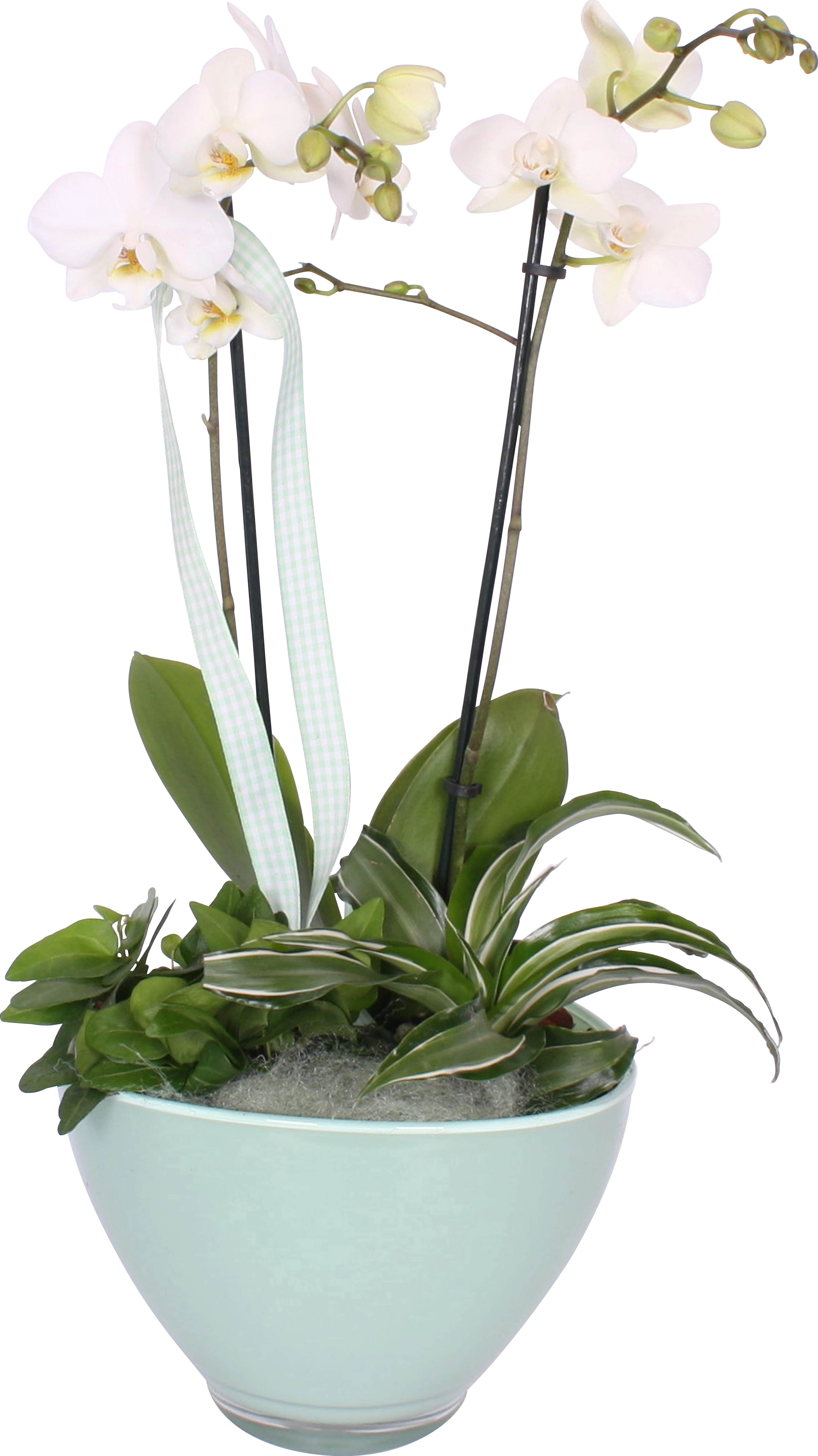 Bepflanzte Glasschale in verschiedenen OBI Orchidee mit kaufen bei Farben