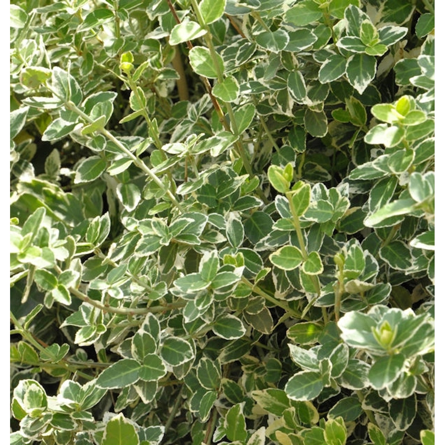 Weißbunte Kriechspindel Emerald Gaiety 30-40cm - Euonymus fortunei günstig online kaufen