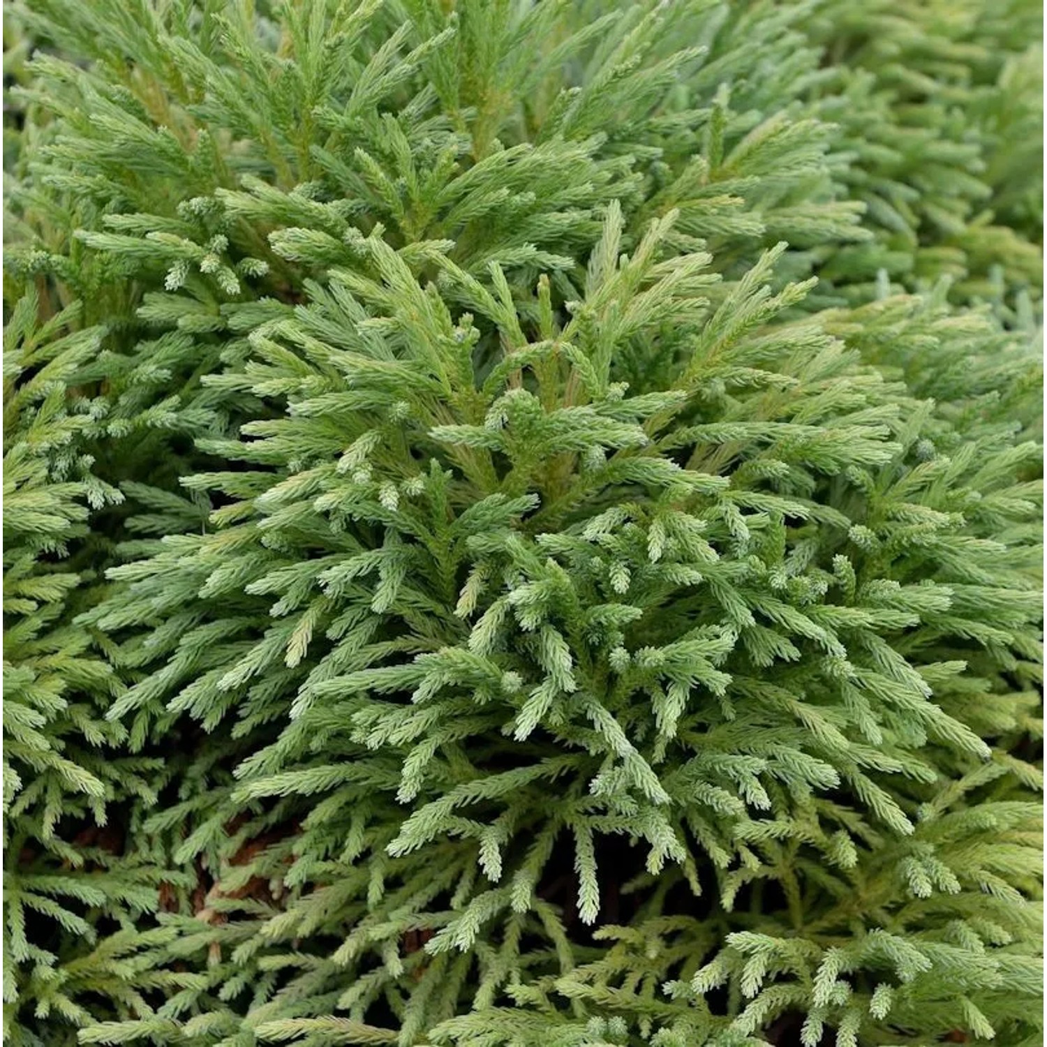 Japanische Sicheltanne Dinger 15-20cm - Cryptomeria japonica