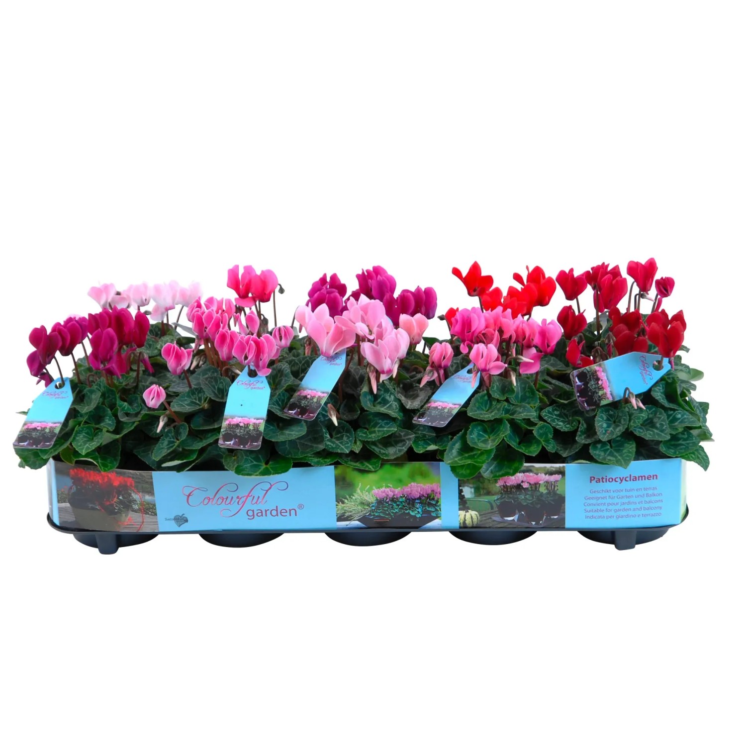 efeu knstlich amazon Knstlicher Hnge-Efeu - Markus | 55 cm