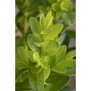 Detailaufnahme: Buxus microphylla 'Faulkner' Heckenpflanze mit frischem, grünem Laub.