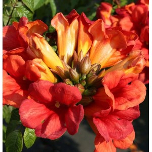 Blühende Klettertrompete Fire Trumpet Vine mit roten und gelben Blüten.