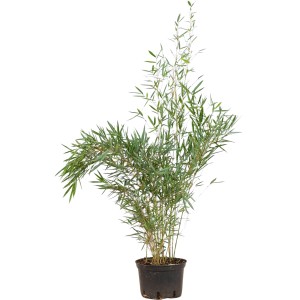 Gartenbambus Campbell, 100-125cm hoch, im Topf. Ideal als Hecke oder Solitär.