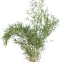 Gartenbambus Campbell, 100-125cm hoch, im Topf. Ideal als Hecke oder Solitär.