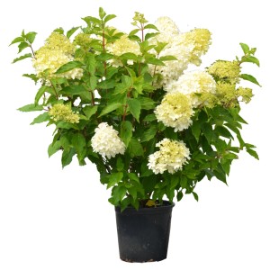 Rispenhortensie 'Limelight' im Topf, ca. 100-125 cm hoch, mit limettengrünen Blüten.