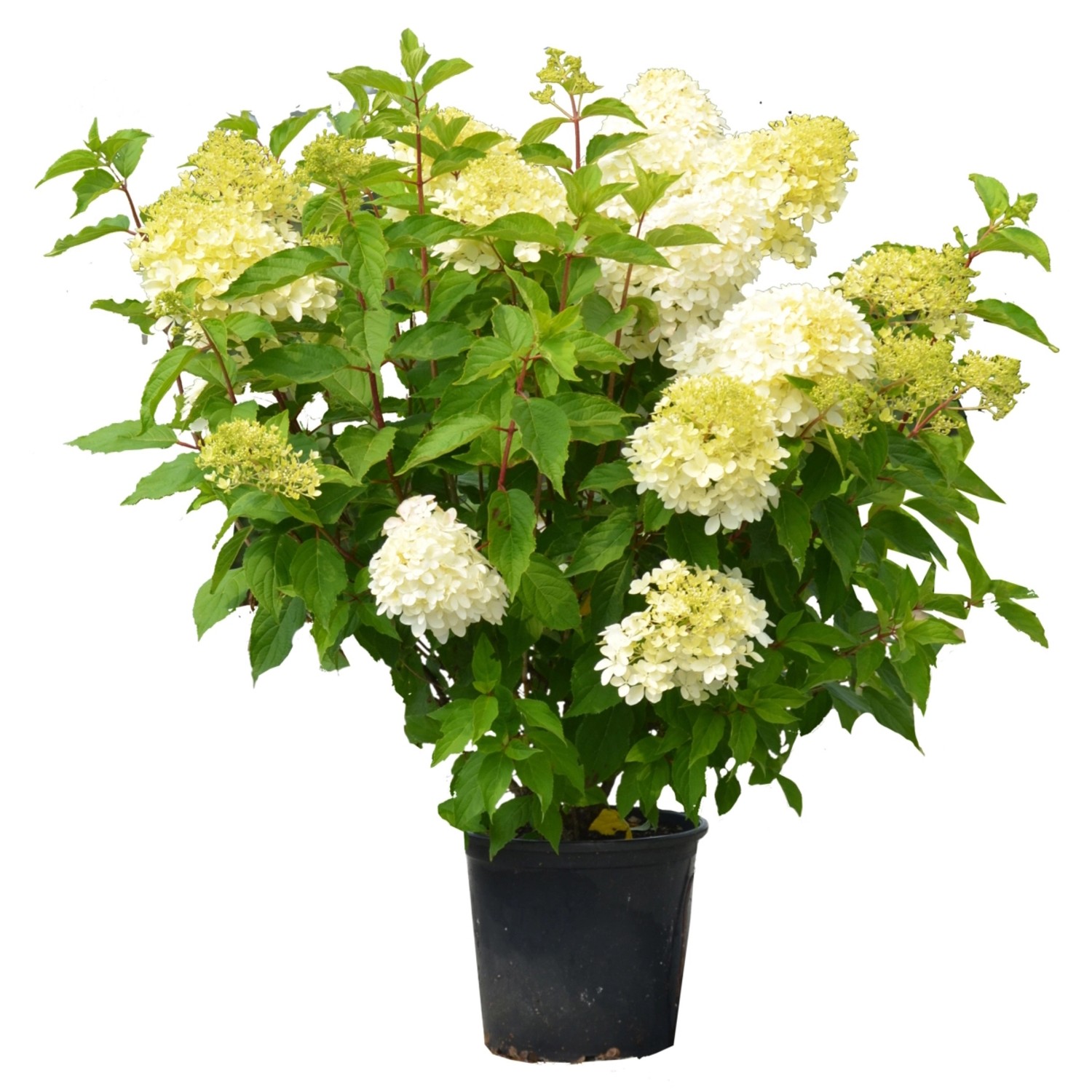 Hortensie "Limelight" Höhe ca. 100125 cm Topf ca. 18 l Hydrangea paniculata kaufen bei OBI