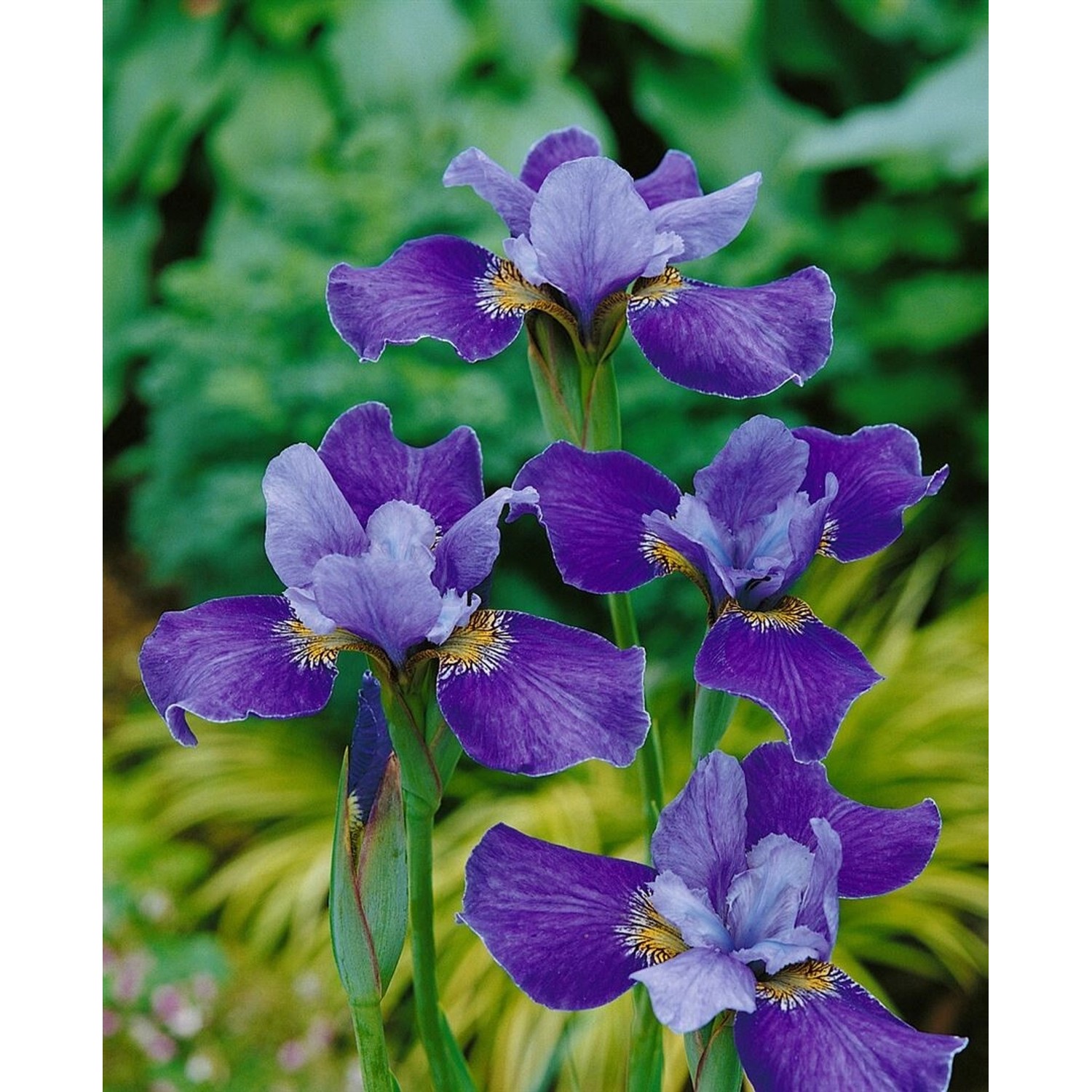 Iris Sibirica Sibirische Schwertlilie Silver Edge Ca 11x11 cm Topf günstig online kaufen
