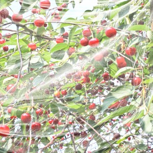 Kirschbaum mit reifen Kirschen unter Windhager Kirschessigfliegen-Netz zum Schutz vor Schädlingen.