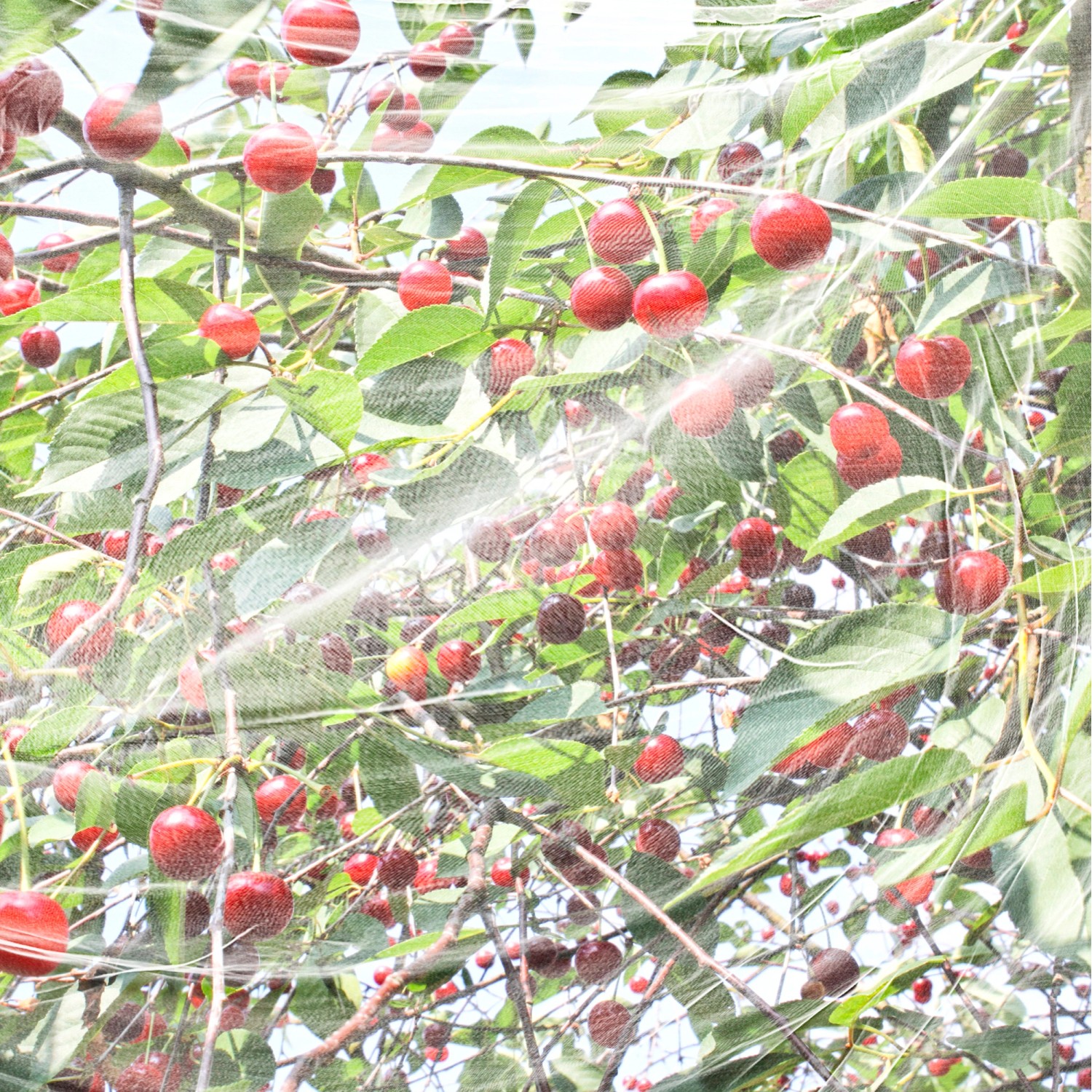 Kirschbaum mit reifen Kirschen unter Windhager Kirschessigfliegen-Netz zum Schutz vor Schädlingen.