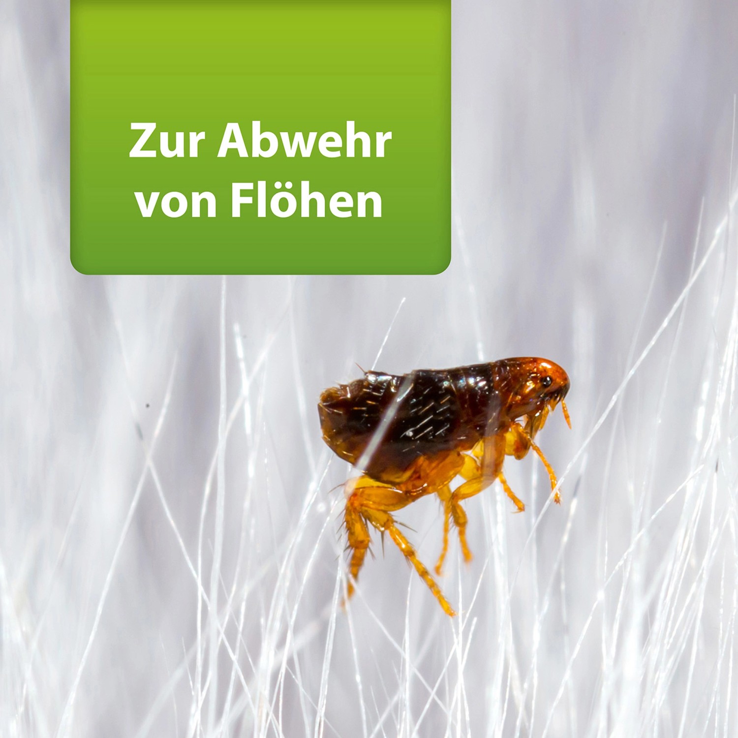 Nahaufnahme einer einzelnen Floh vor hellem Hintergrund. Ardap Repell Flohspray zur Flohbekämpfung.