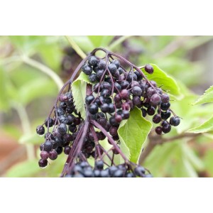 Nahaufnahme von reifen, schwarzen Holunderbeeren (Sambucus Nigra Haschberg) an einem Strauch.