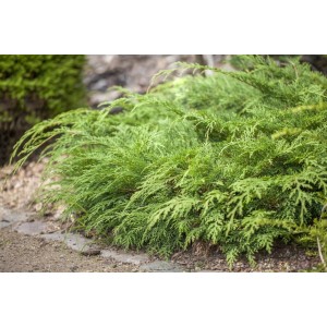 Sibirische Zypresse 'Lucas', Microbiota Decussata, immergrüner Strauch für den Garten.