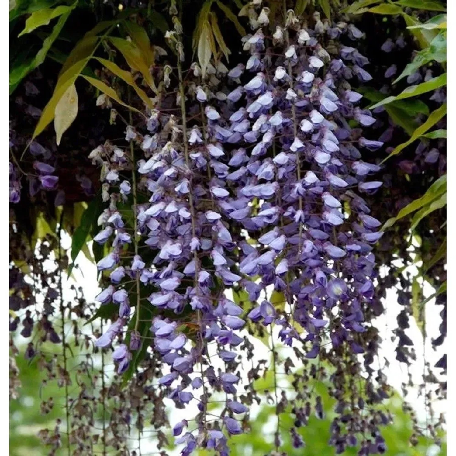 Blauregen Macrobotrys 40-60cm - Wisteria floribunda