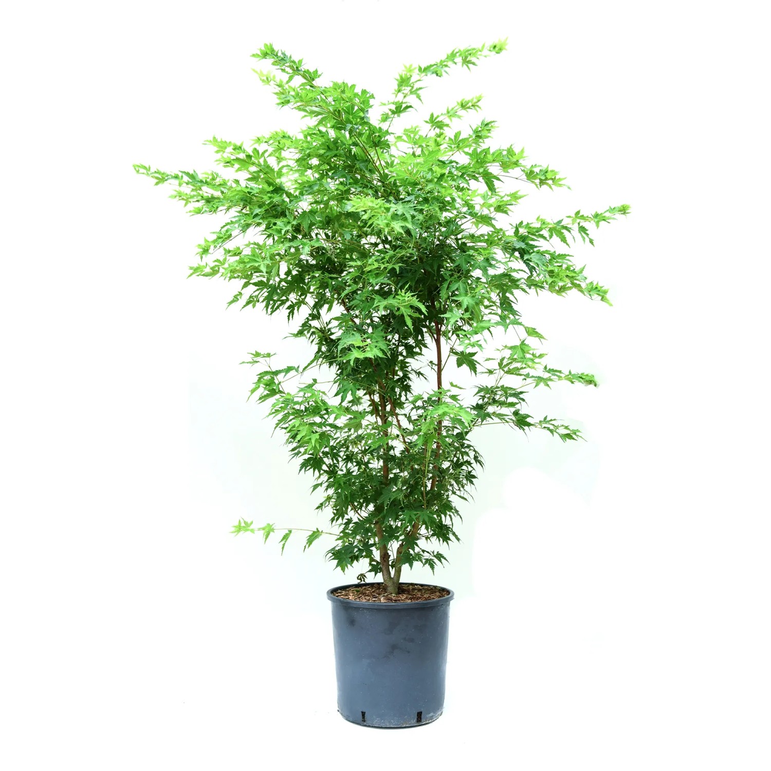 GROW by OBI Ahorn Höhe ca. 80 cm Topf ca. 10 l Acer palmatum Sangokaku