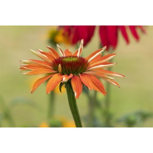 Nahaufnahme eines orangefarbenen Sonnenhuts (Echinacea Purpurea Tiki Torch) im Topf.