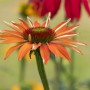Nahaufnahme eines orangefarbenen Sonnenhuts (Echinacea Purpurea Tiki Torch) im Topf.