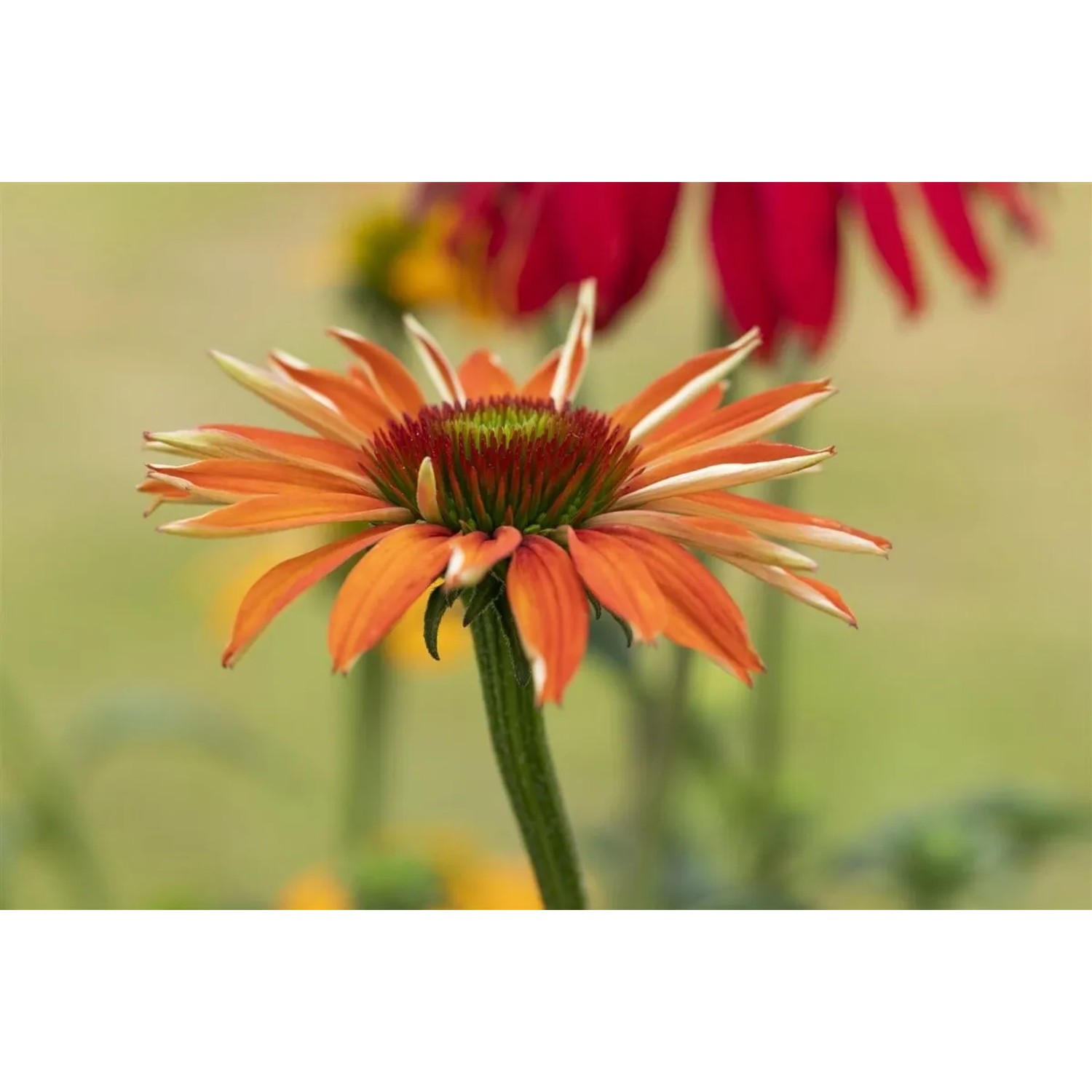 Nahaufnahme eines orangefarbenen Sonnenhuts (Echinacea Purpurea Tiki Torch) im Topf.