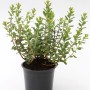 Trunkelbeere (Vaccinium uliginosum) im Topf, 20-30cm hoch. Beerenstrauch mit grünen Blättern.