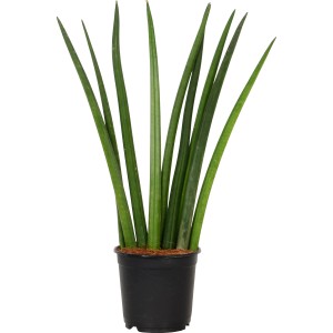 Bogenhanf (Sanseveria cylindrica) im schwarzen Topf, ca. 14 cm Ø. Grünpflanze für Innenräume.