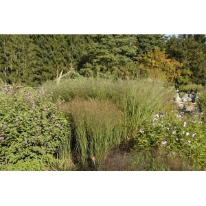 Foto von Rutenhirse 'Cloud Nine' im Garten, blaugrüne Blätter und filigrane Blütenstände.