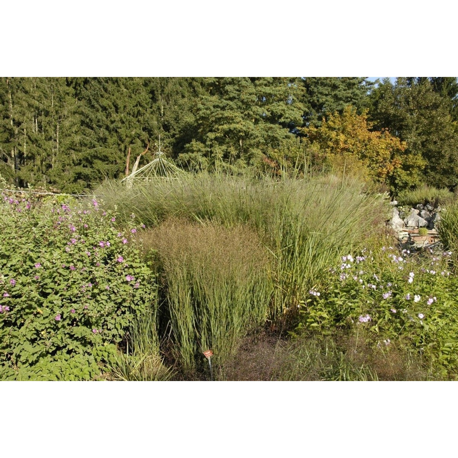 Panicum Virgatum Cloud Nine Rutenhirse Blaugrün 3-5 Liter Container günstig online kaufen